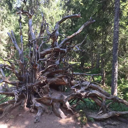 Forest Menzenschwand Appartamento