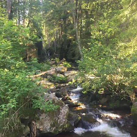 Forest Menzenschwand *