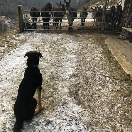 アパート Forest Menzenschwand