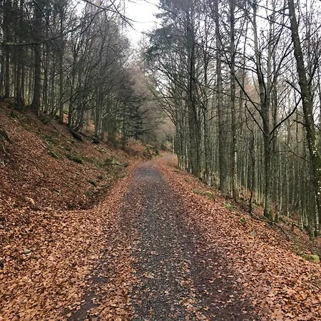 Forest Menzenschwand * St. Blasien