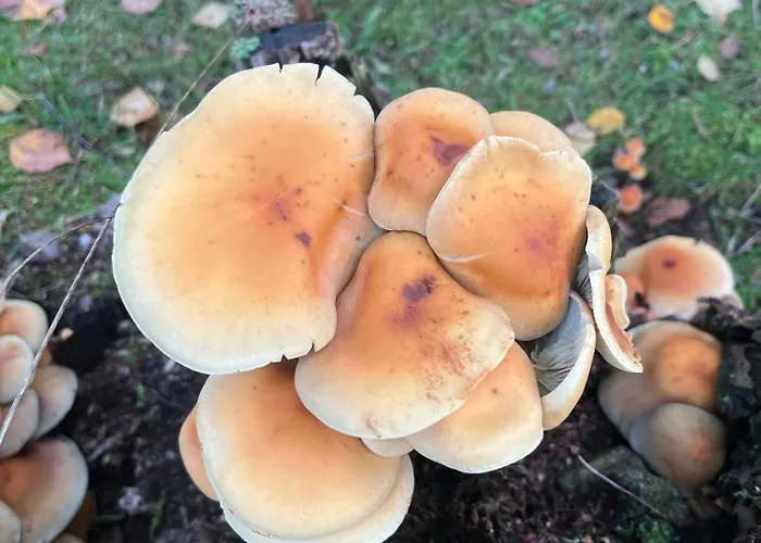 Forest Menzenschwand Апартаменты Санкт-Блазиен